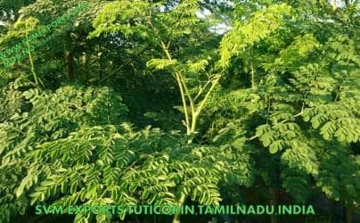 Moringa Leaves Suppliers India